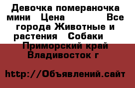 Девочка помераночка мини › Цена ­ 50 000 - Все города Животные и растения » Собаки   . Приморский край,Владивосток г.